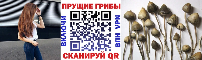 Галлюциногенные грибы мицелий  Новочебоксарск 